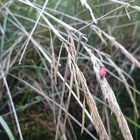 Slovak Near Bratislava In The Heart Of The Carpathians