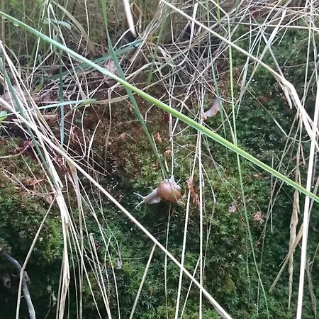 Slovak Near Bratislava In The Heart Of The Carpathians Alpesi faház Modor