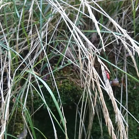 Slovak Near Bratislava In The Heart Of The Carpathians Modra