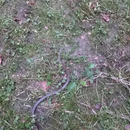 Alpesi faház Slovak Near Bratislava In The Heart Of The Carpathians Modor